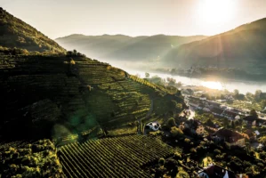 Wachau – Rakúska vinárska legenda