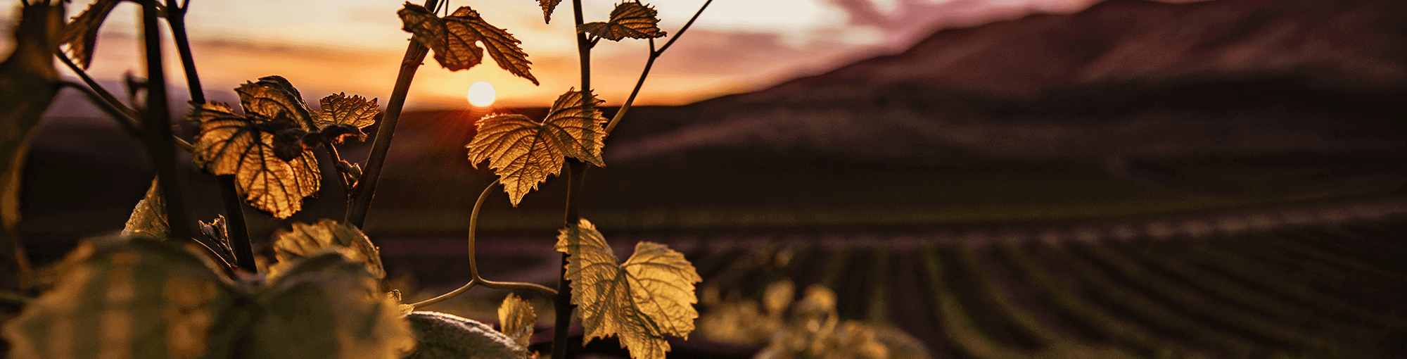 Mladé vína ročníka 2025