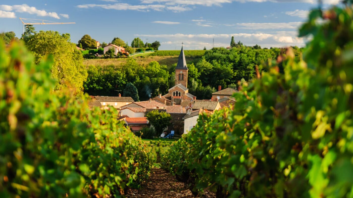 Beaujolais Nouveau – sviatok mladého vína